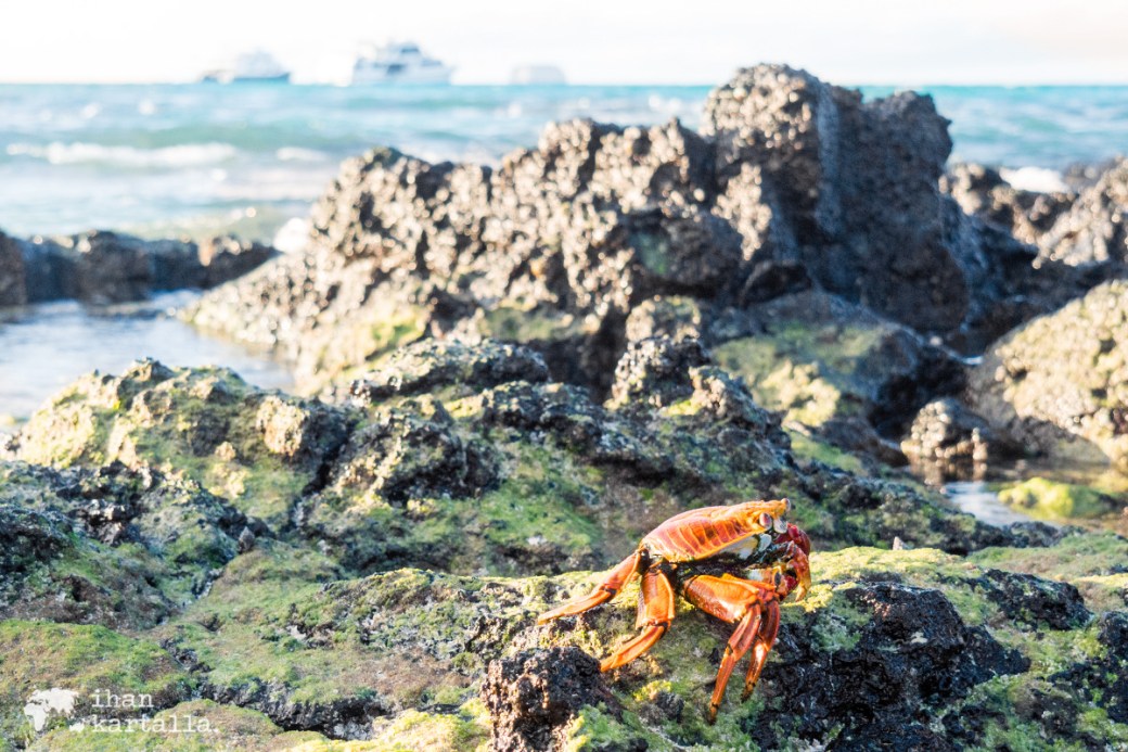 8-9-galapagos-santa-cruz-bachas-sallylightfoot