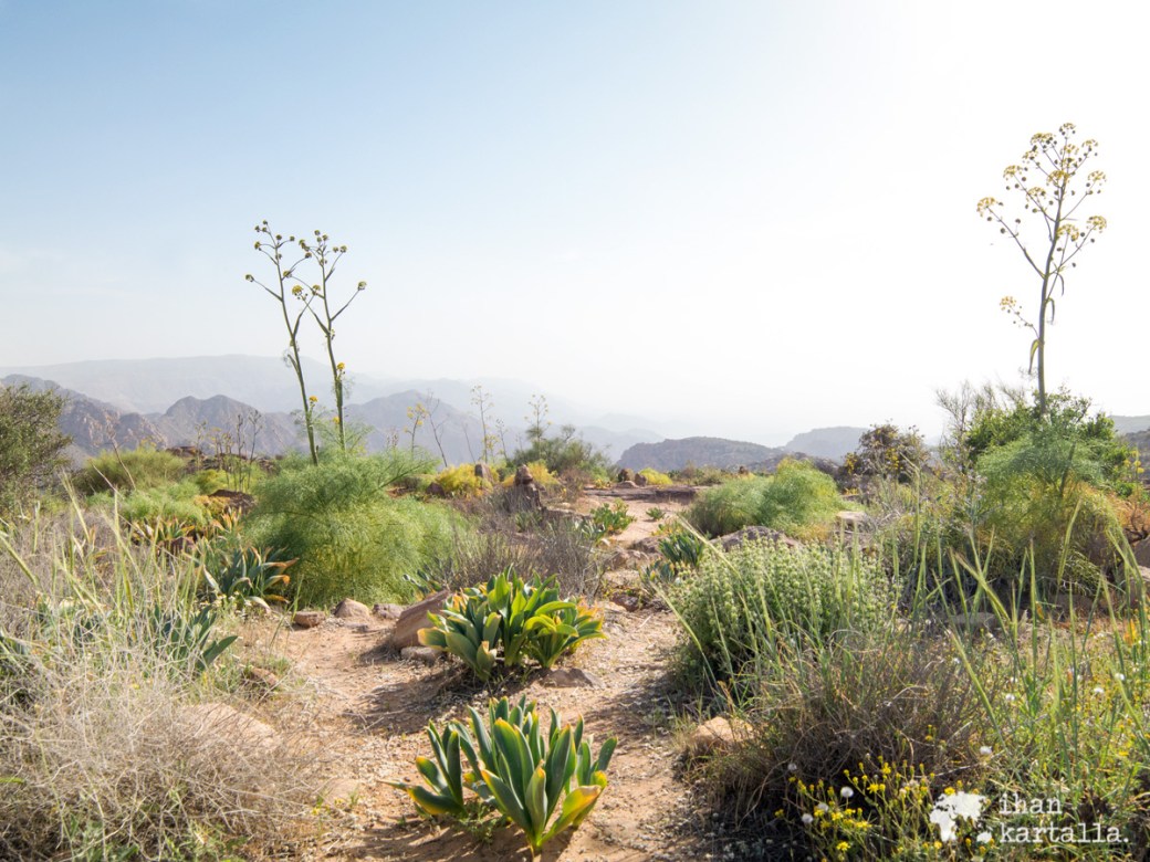 2-4-jordan-dana-biosphere-reserve-path