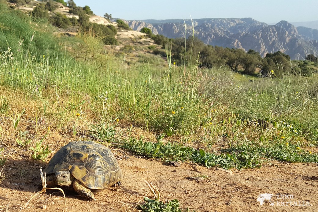 2-4-jordan-dana-biosphere-reserve-turtle