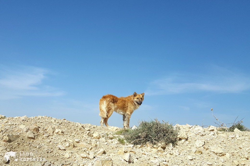 2-4-jordan-dana-shepherd