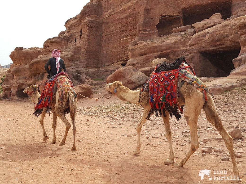 3-4-jordan-petra-camels-2
