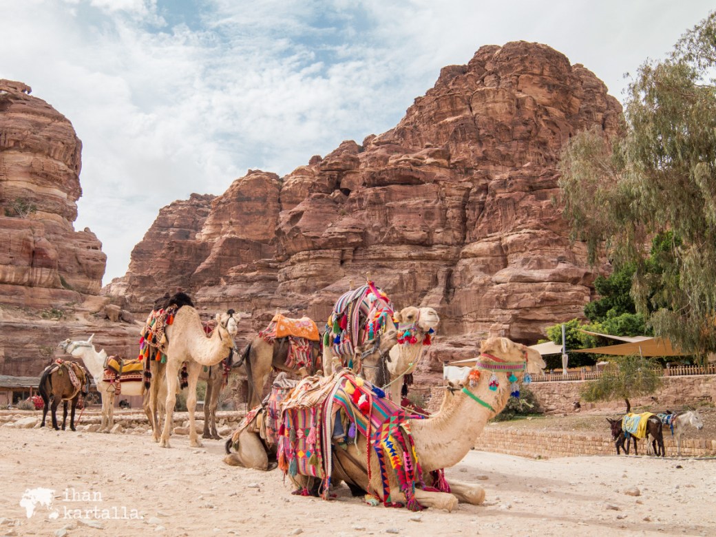 3-4-jordan-petra-camels