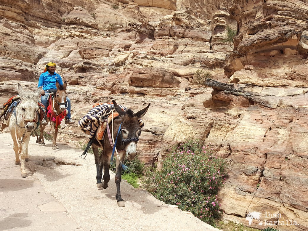 3-4-jordan-petra-donkeys