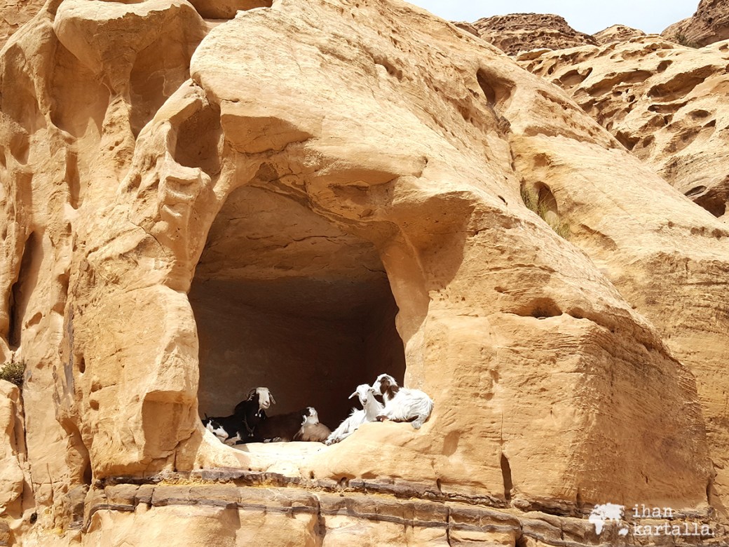 3-4-jordan-petra-goats