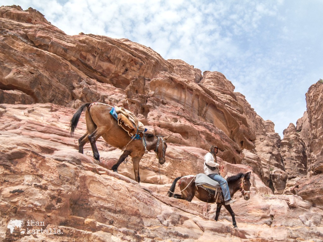 3-4-jordan-petra-horses