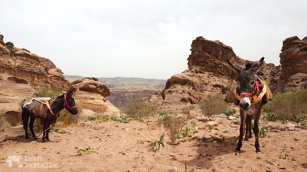 3-4-jordan-petra-monastery-donkeys