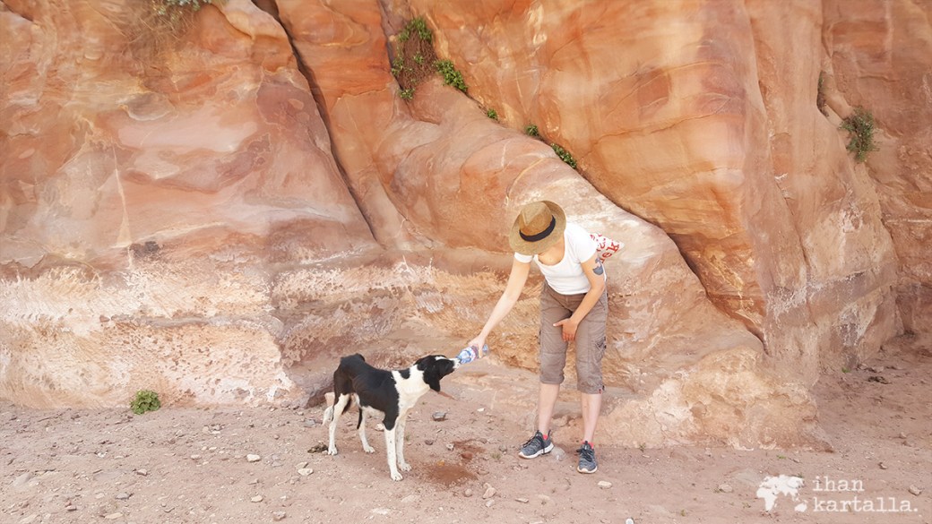 4-4-jordan-petra-dog