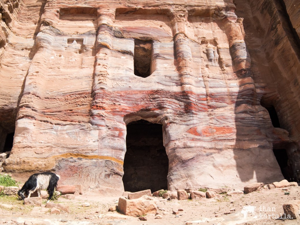 4-4-jordan-petra-goat
